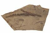 Metasequoia Fossil Plate - McAbee Fossil Beds, BC #213257-1